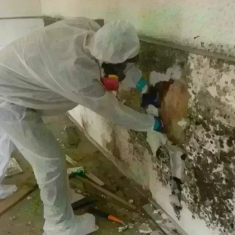 Mold Remediation and Removal in Blakely, GA